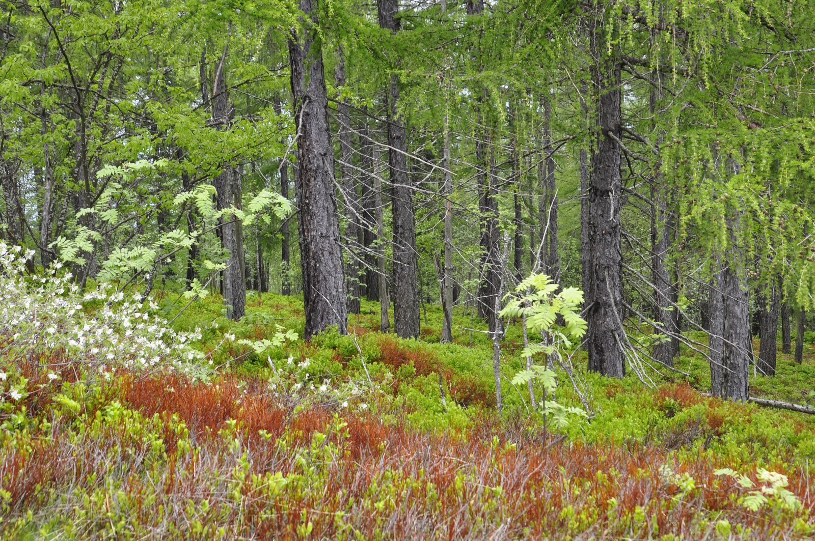Nikon D5000 sample photo. Forest, flowers, spring photography