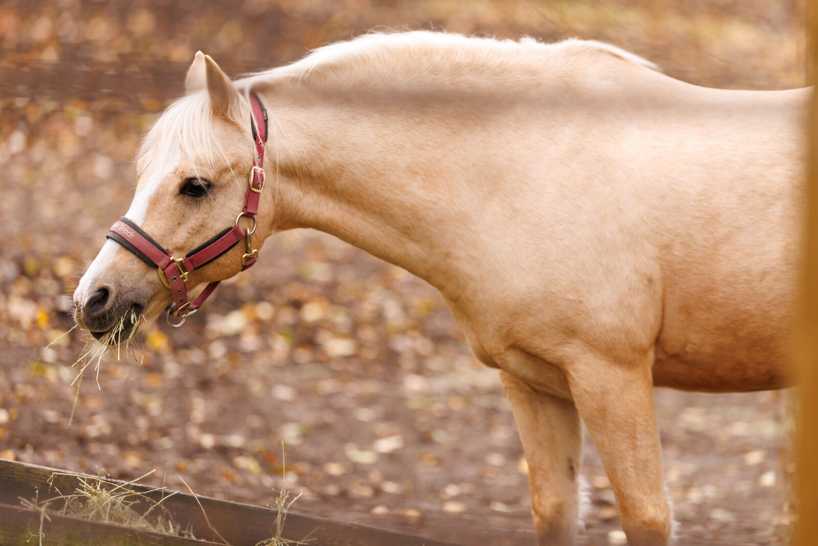 Canon EOS R1 sample photo. Horse eating photography