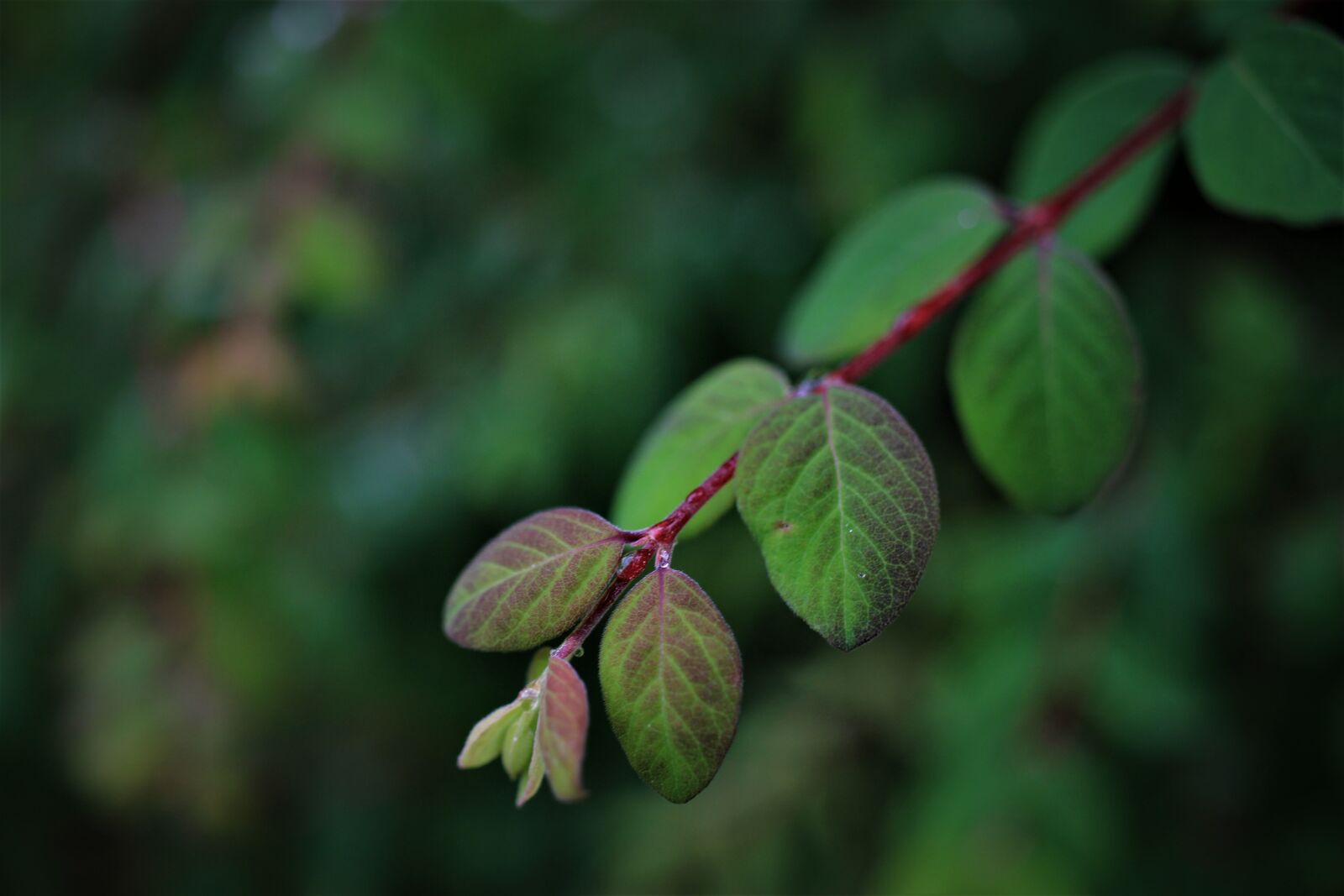 Canon EF-S 35mm F2.8 Macro IS STM sample photo. Lonicera xylosteum, leaves, branch photography