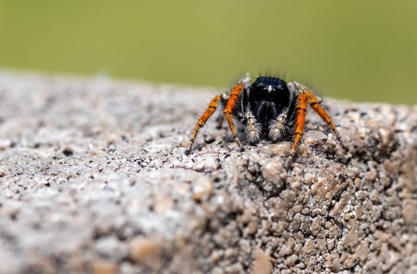 Canon EOS 1300D (EOS Rebel T6 / EOS Kiss X80) sample photo. Spider, salticidae, insect photography