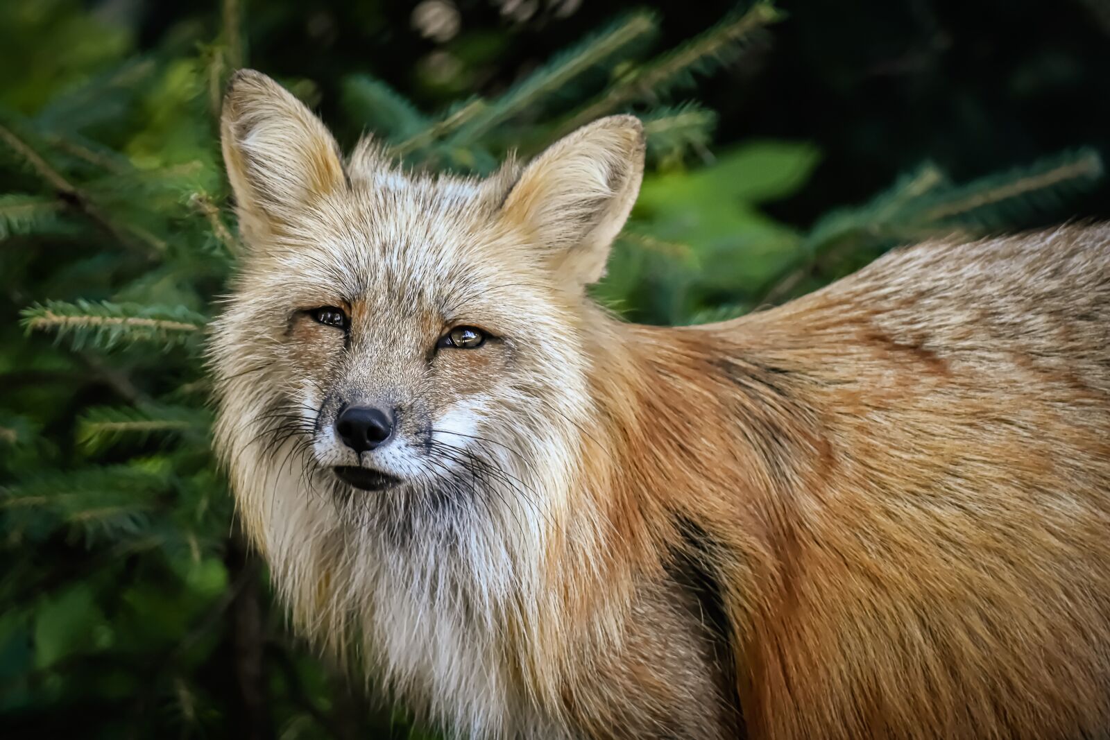 Nikon D7200 sample photo. Fuchs, animal world, wild photography