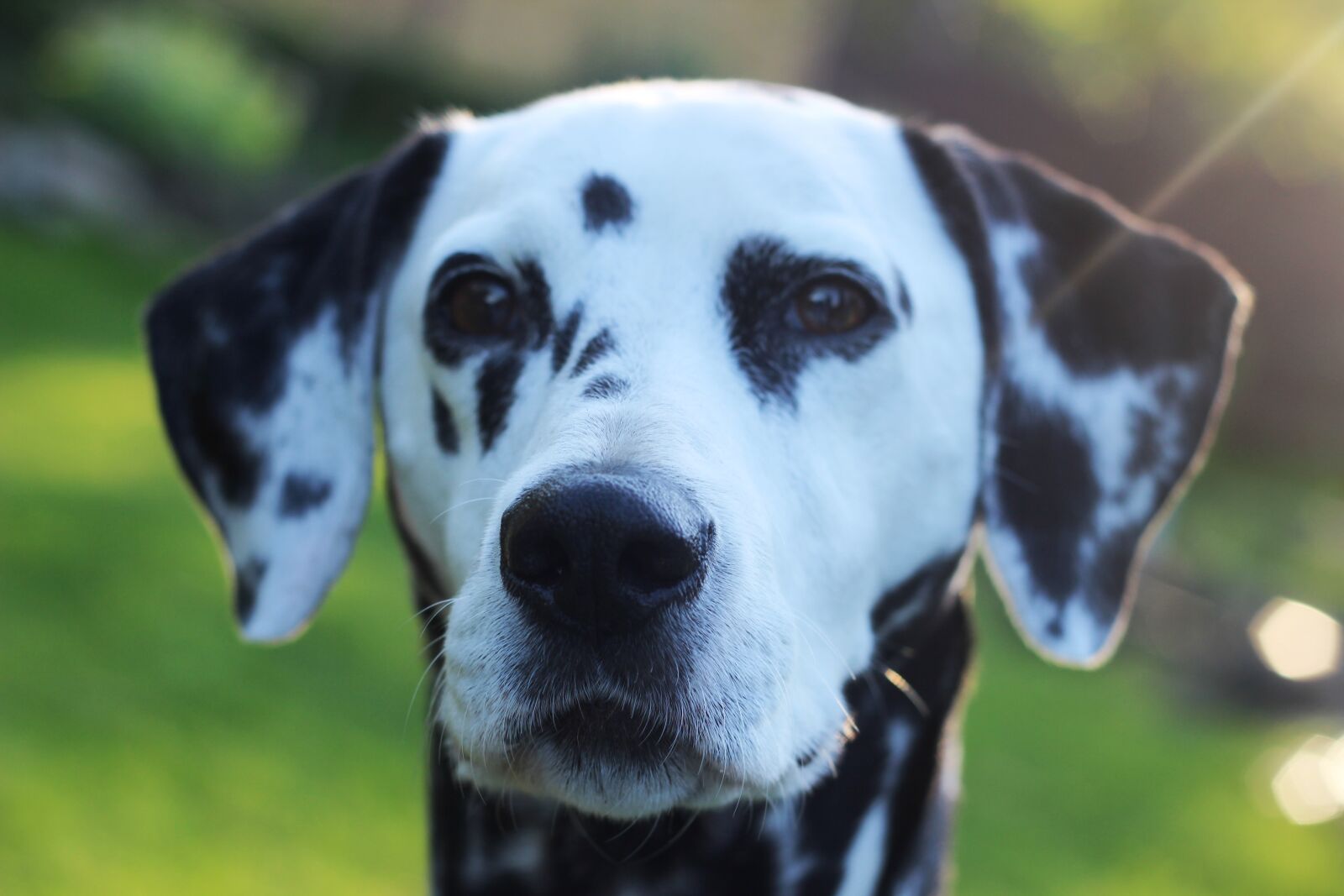 Canon EOS 600D (Rebel EOS T3i / EOS Kiss X5) + Canon EF 50mm F1.8 II sample photo. Dalmatians, dog, animal photography