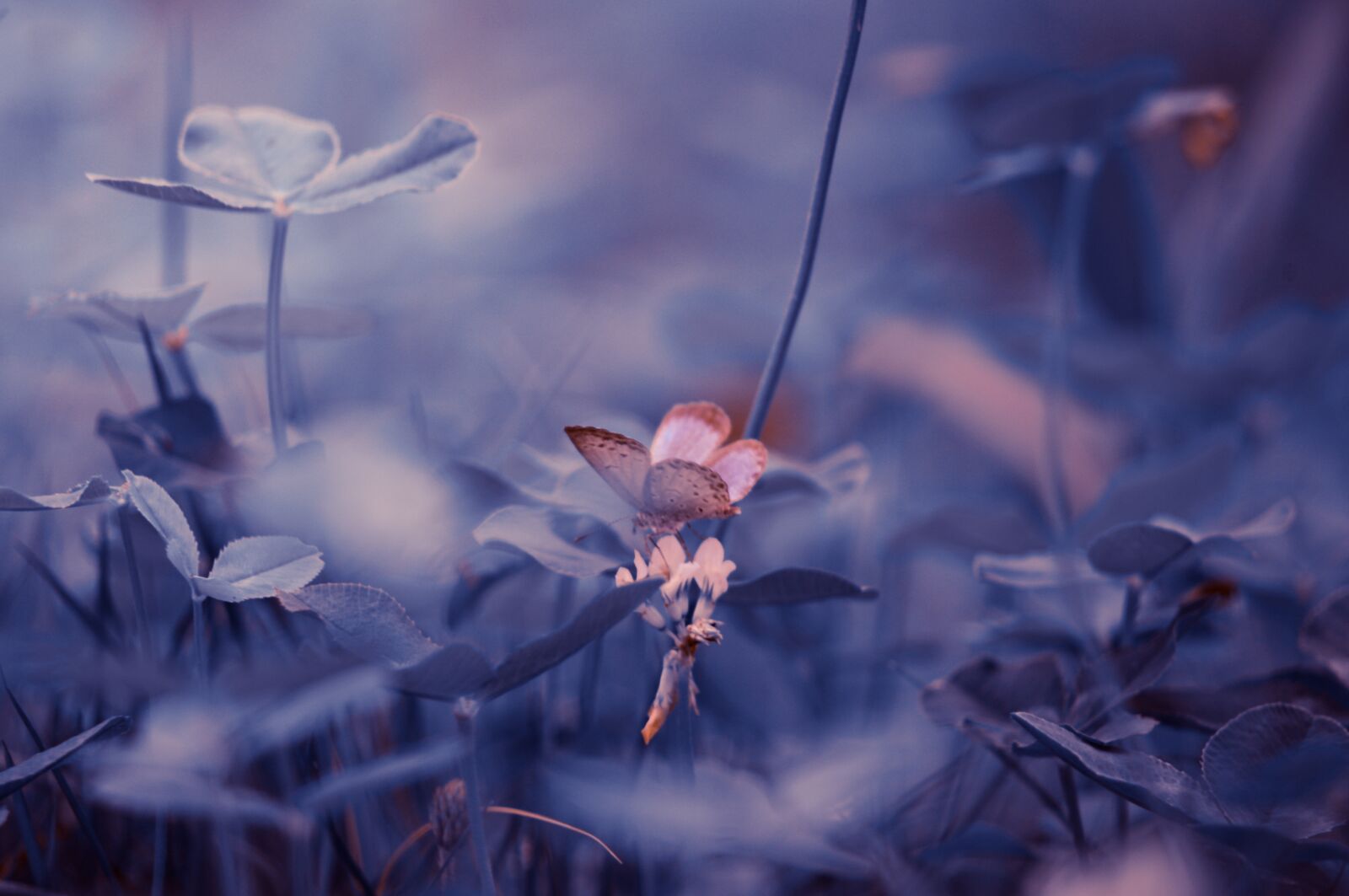 Pentax K-x sample photo. Butterfly, plant, grass photography