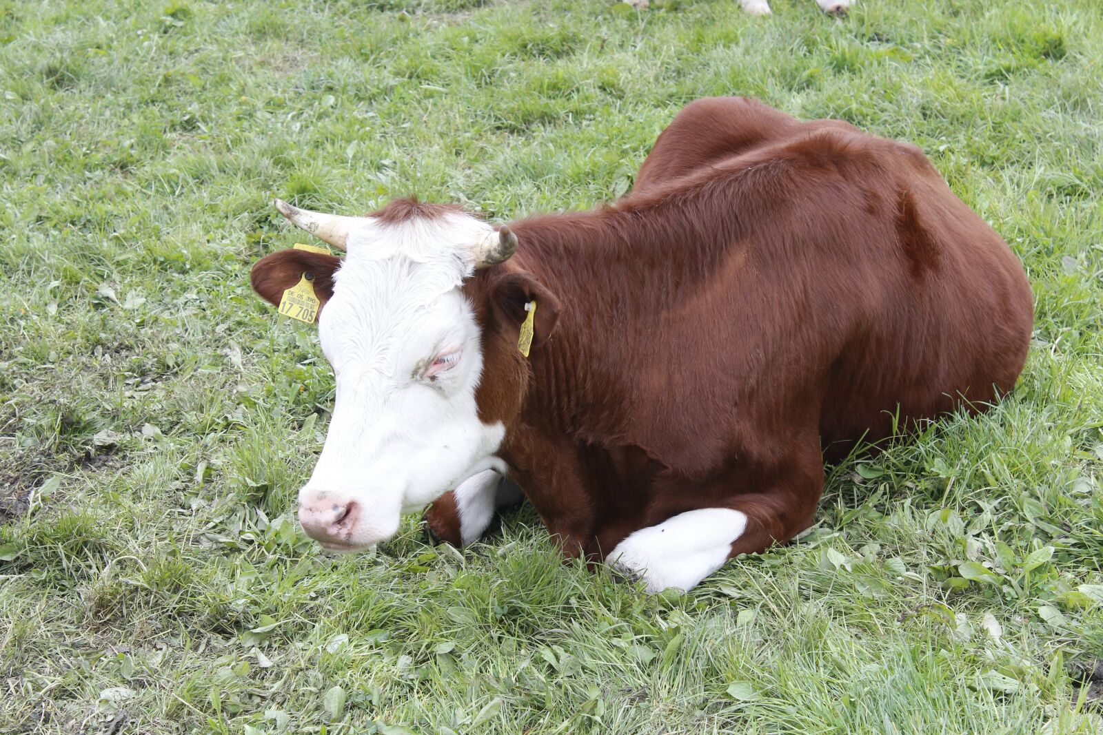 Canon EOS 600D (Rebel EOS T3i / EOS Kiss X5) sample photo. Bull, meadow, cattle photography