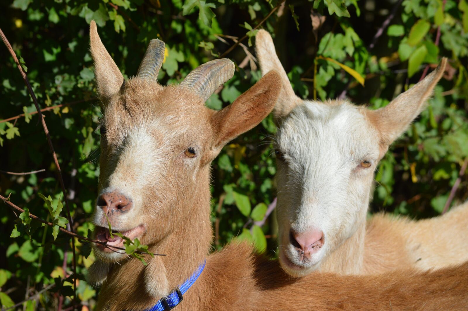 Nikon D3200 sample photo. Goats, portrait, sisters photography