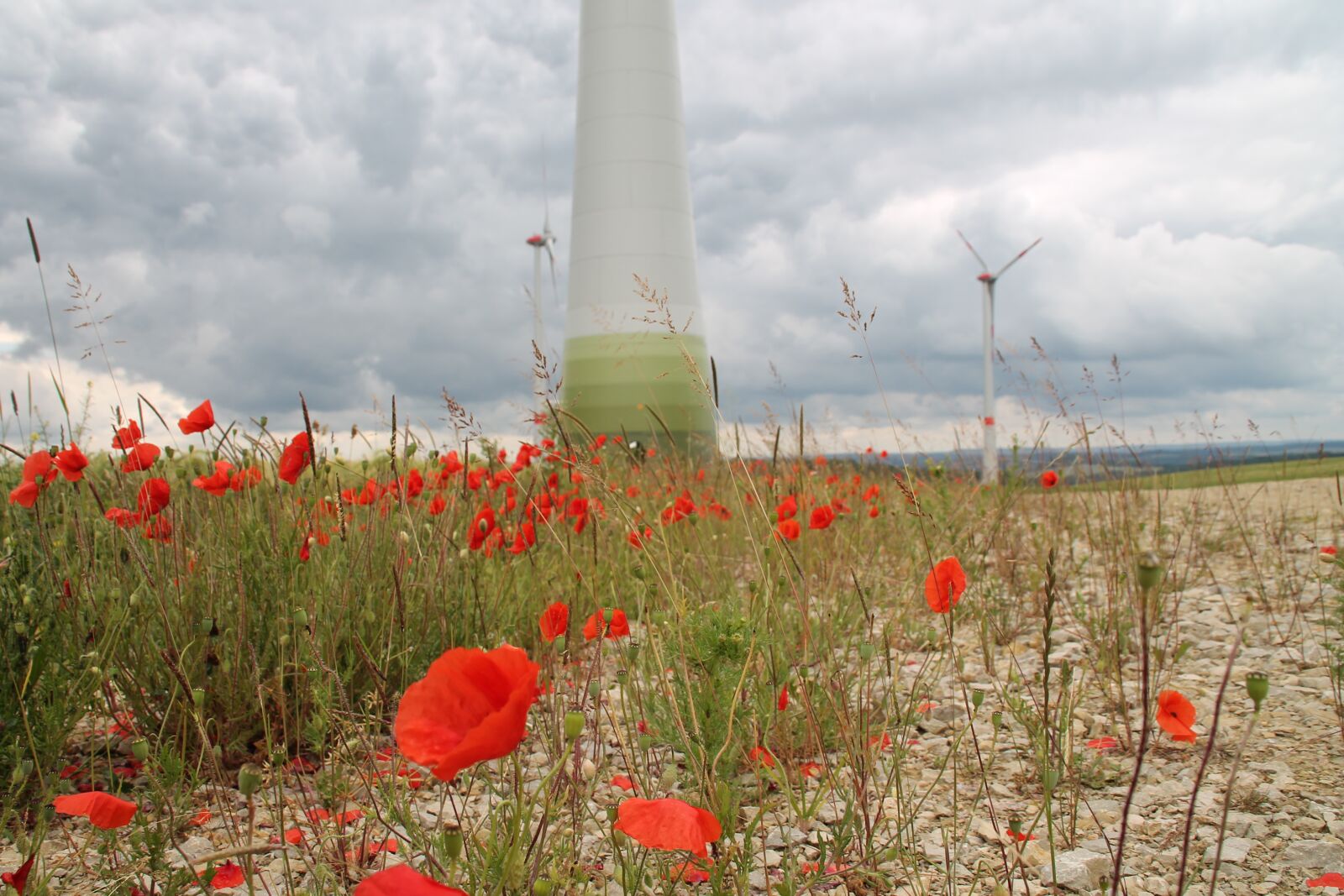 Canon EOS 1100D (EOS Rebel T3 / EOS Kiss X50) sample photo. Wind power, poppy, wind photography