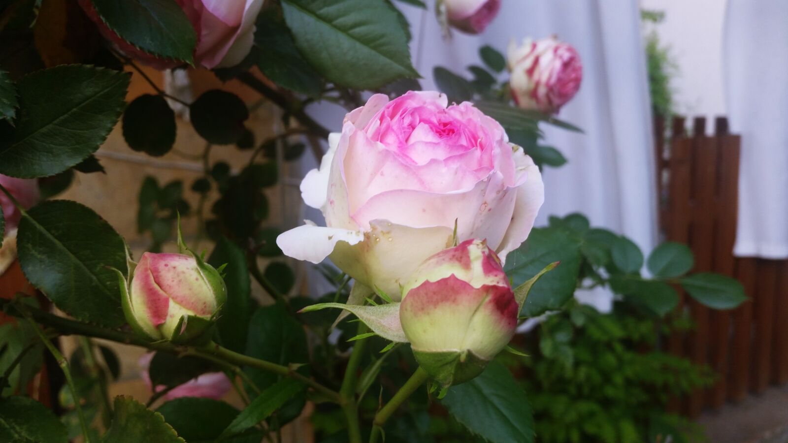 Samsung Galaxy S5 sample photo. Roses photography