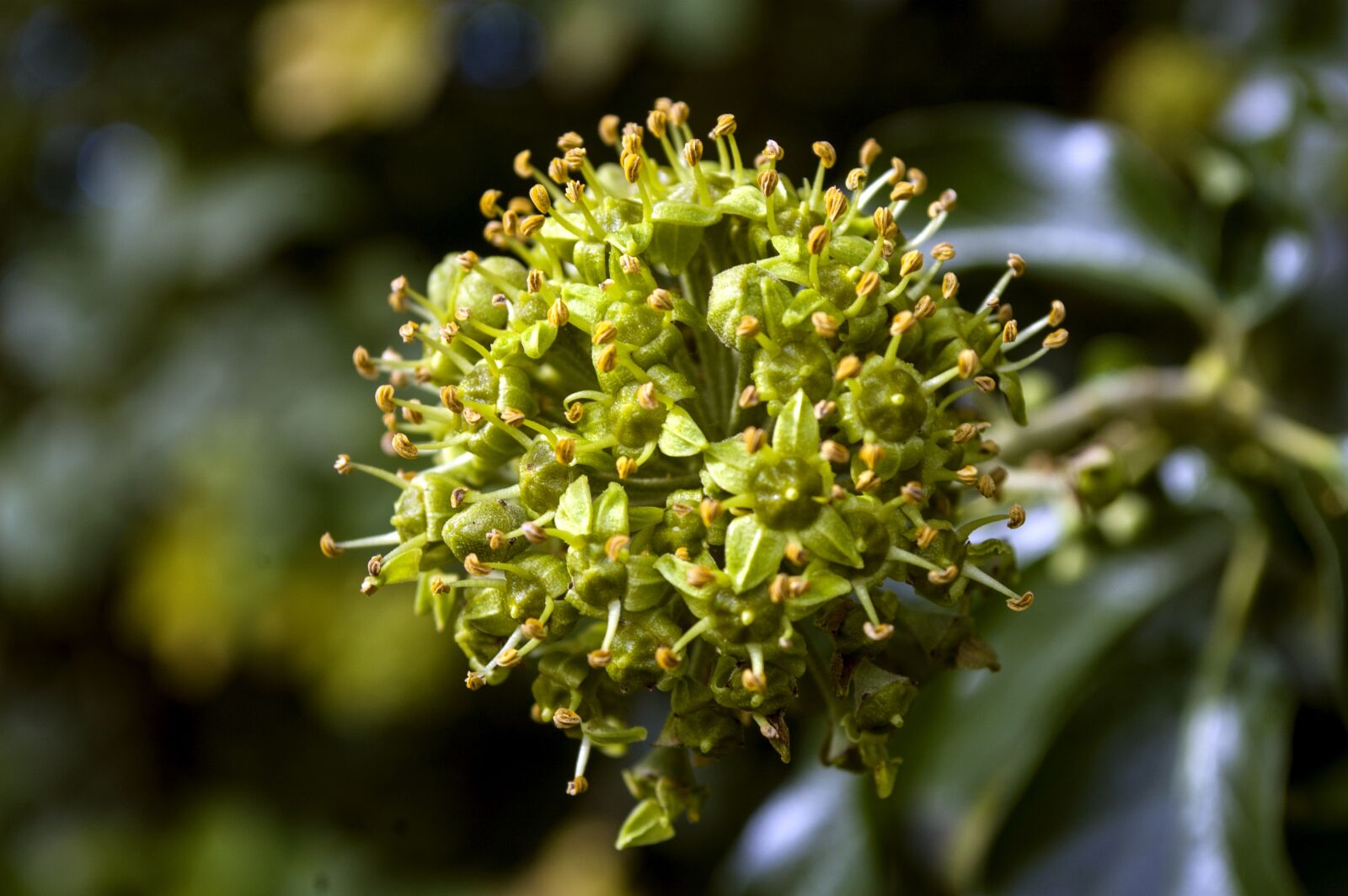 Nikon D40 sample photo. Plant, green, nature photography