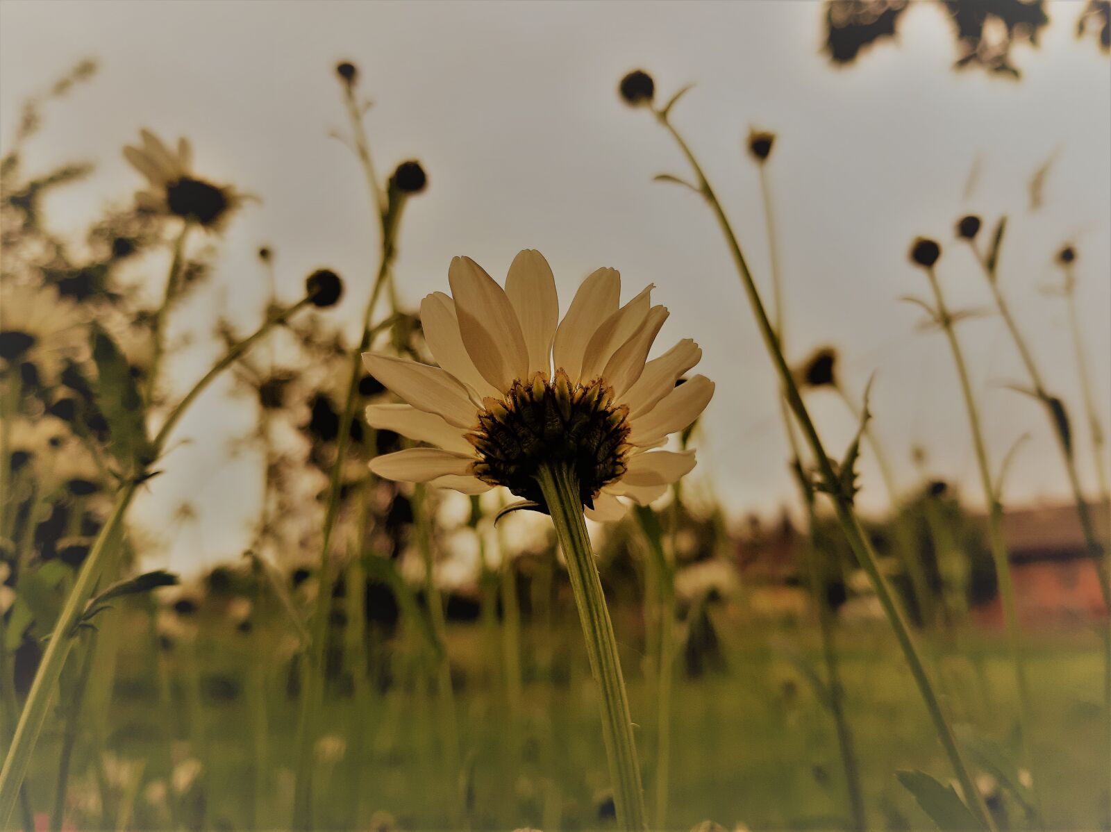 Samsung Galaxy A50 sample photo. Daisy, flower, spring photography