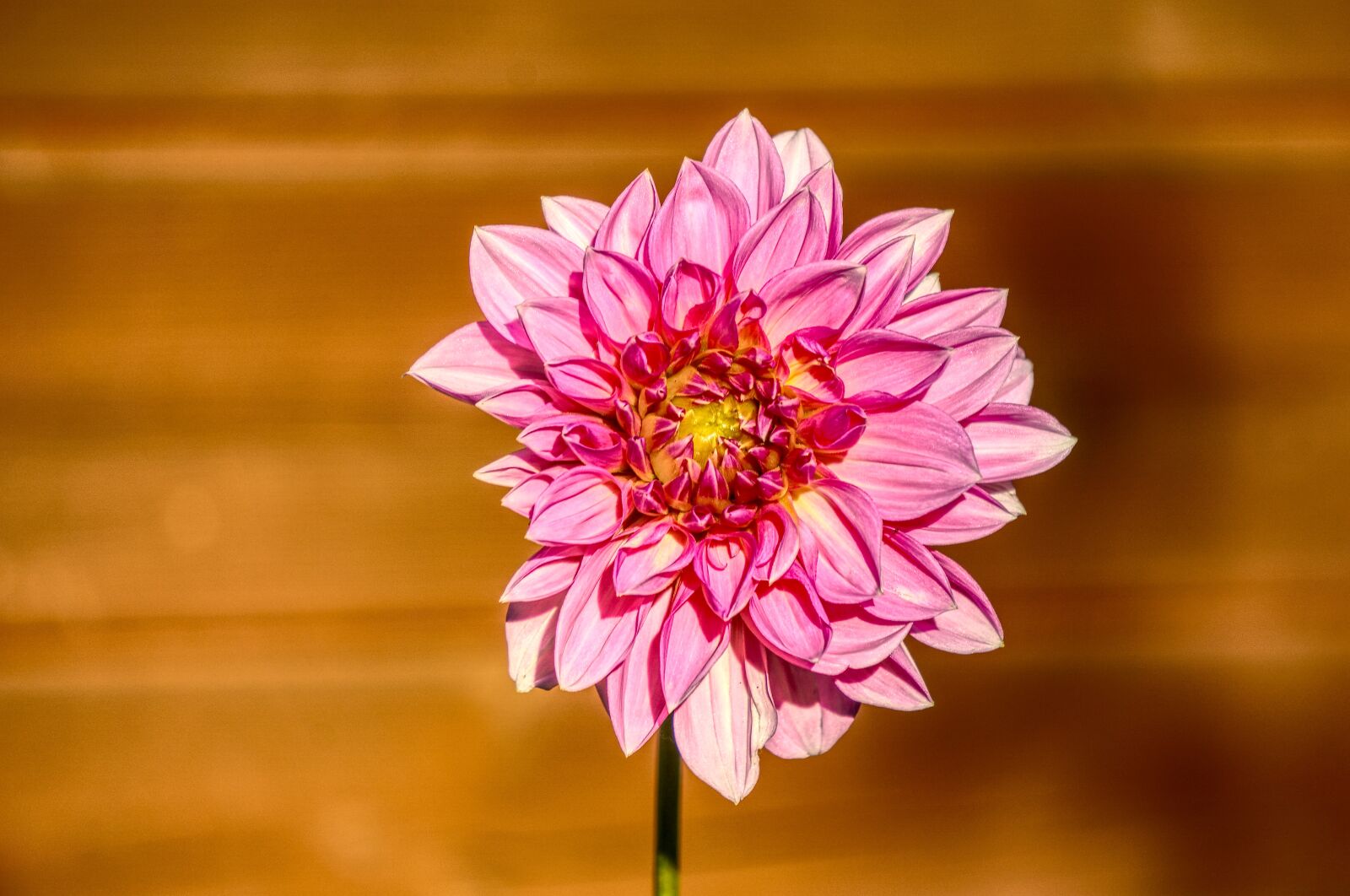 Sony a6000 sample photo. Dahlia, blossom, bloom photography