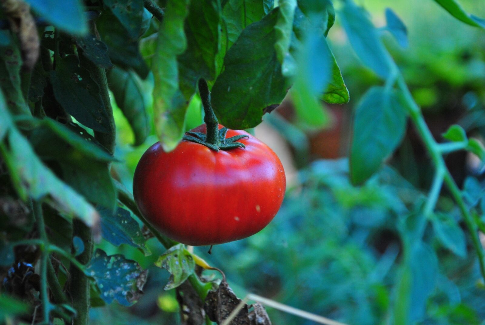 Nikon D3000 sample photo. Tomato, fresh, vine photography
