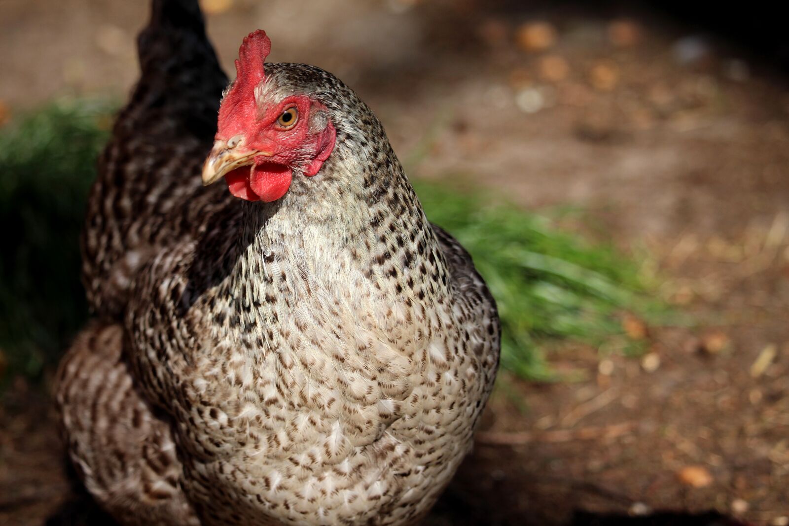 Canon EF-S 55-250mm F4-5.6 IS STM sample photo. Hen, grey, spotted photography