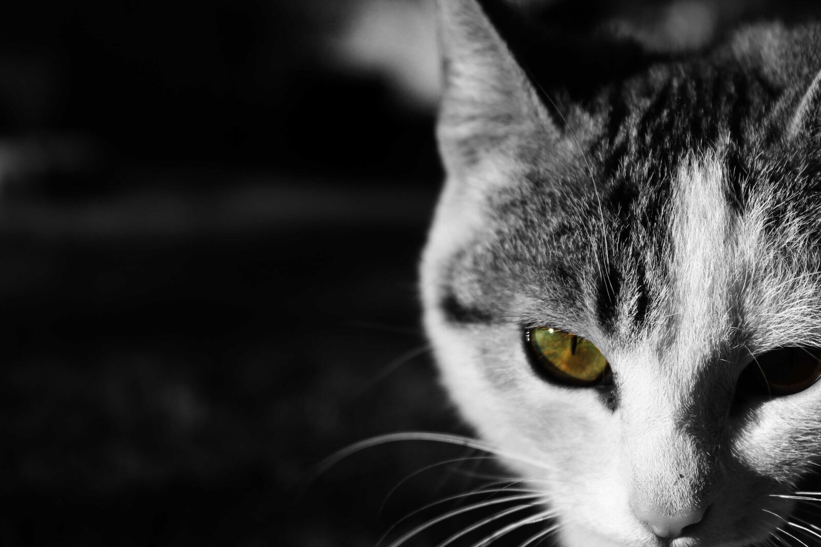 Canon EOS 1100D (EOS Rebel T3 / EOS Kiss X50) sample photo. Cat, pussycat, pet photography