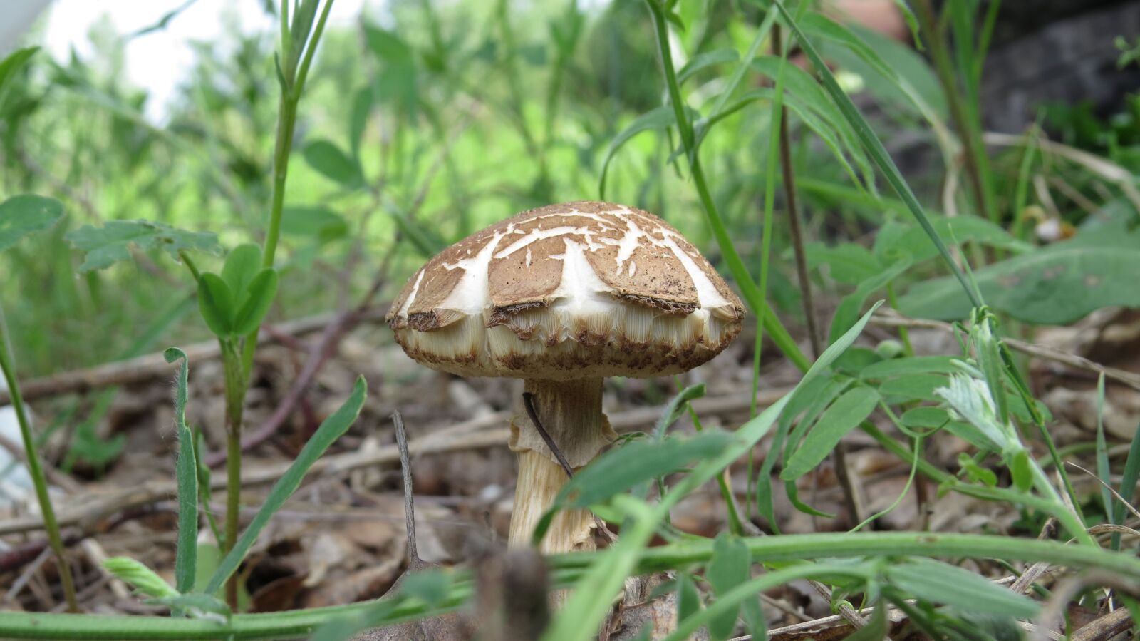 Canon PowerShot SX50 HS sample photo. Mushroom, forest, white mushroom photography