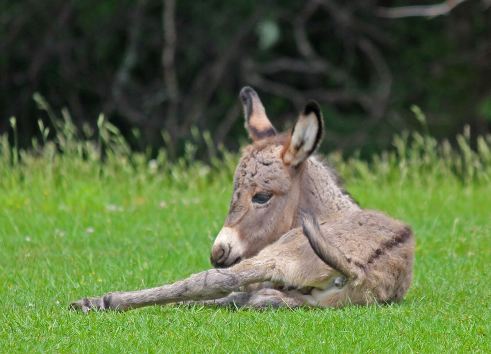 Canon EOS 650D (EOS Rebel T4i / EOS Kiss X6i) sample photo. Donkey, baby, mammal photography