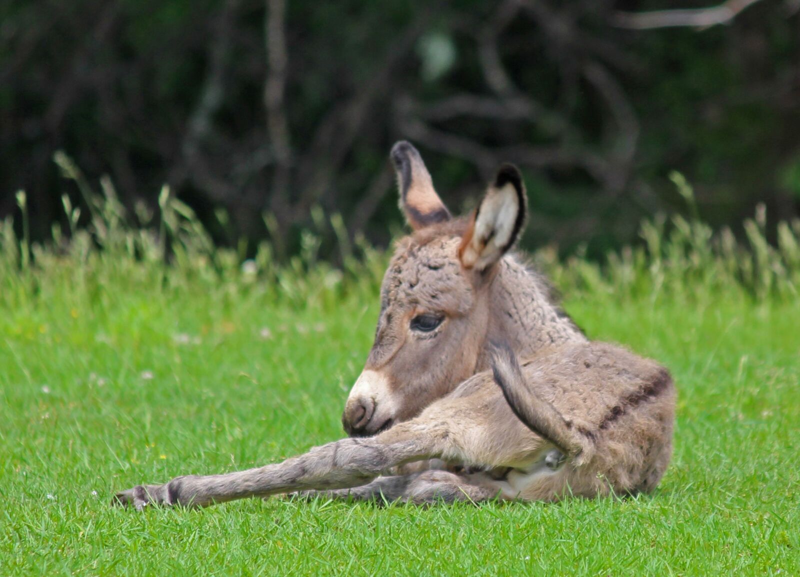 Canon EOS 650D (EOS Rebel T4i / EOS Kiss X6i) + Canon EF-S 55-250mm F4-5.6 IS II sample photo. Donkey, baby, mammal photography