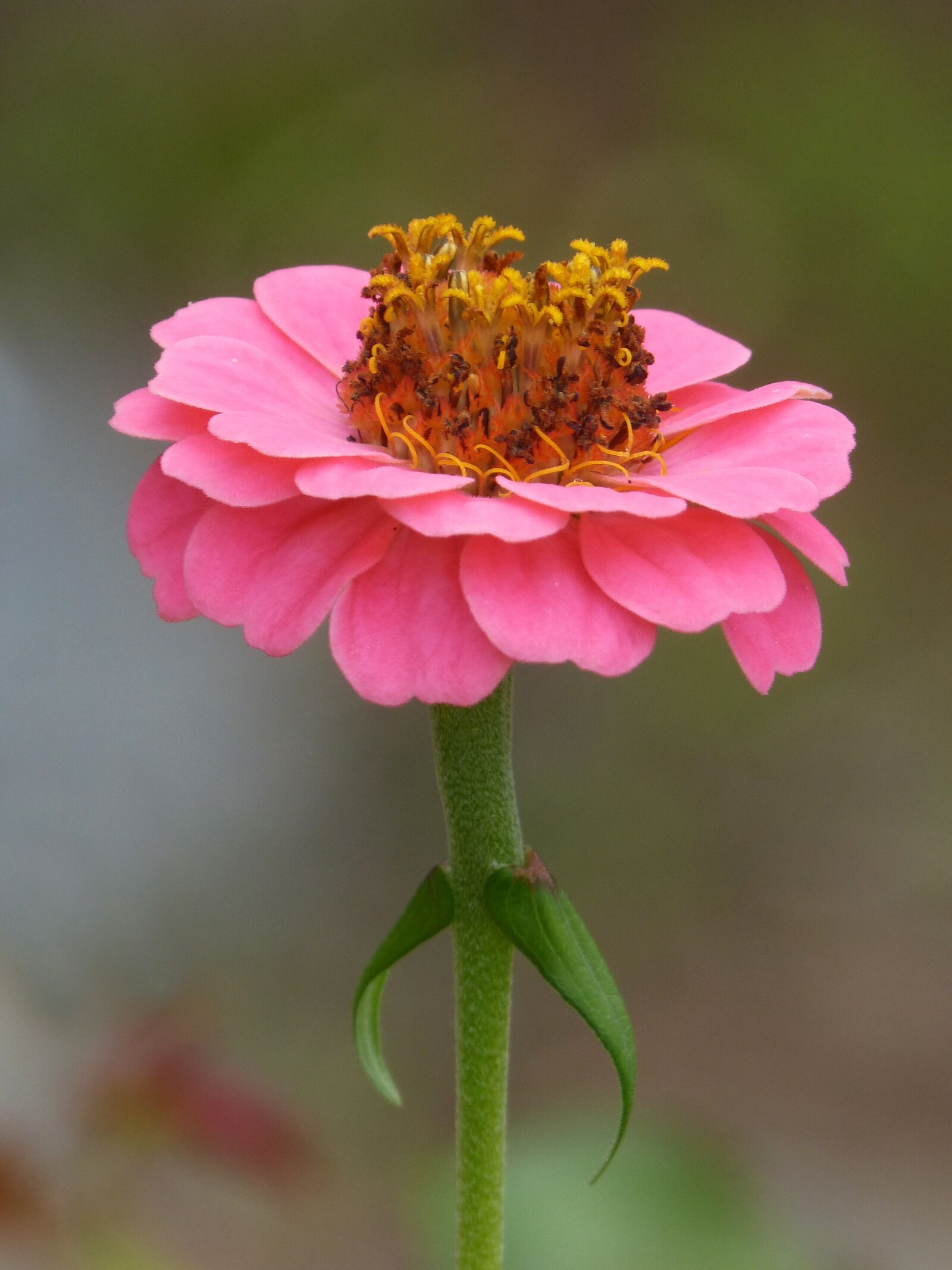 Panasonic DMC-FZ62 sample photo. Flower, zinia, pink photography