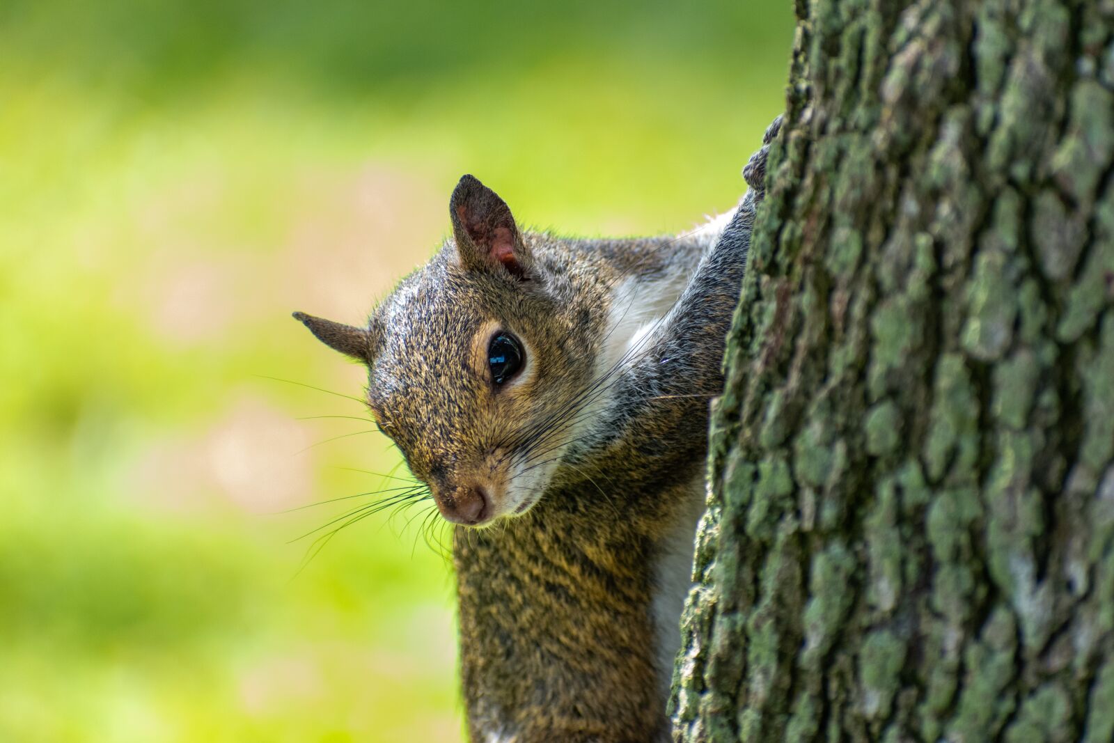 Nikon D3500 sample photo. Squirrel, tree, animal photography