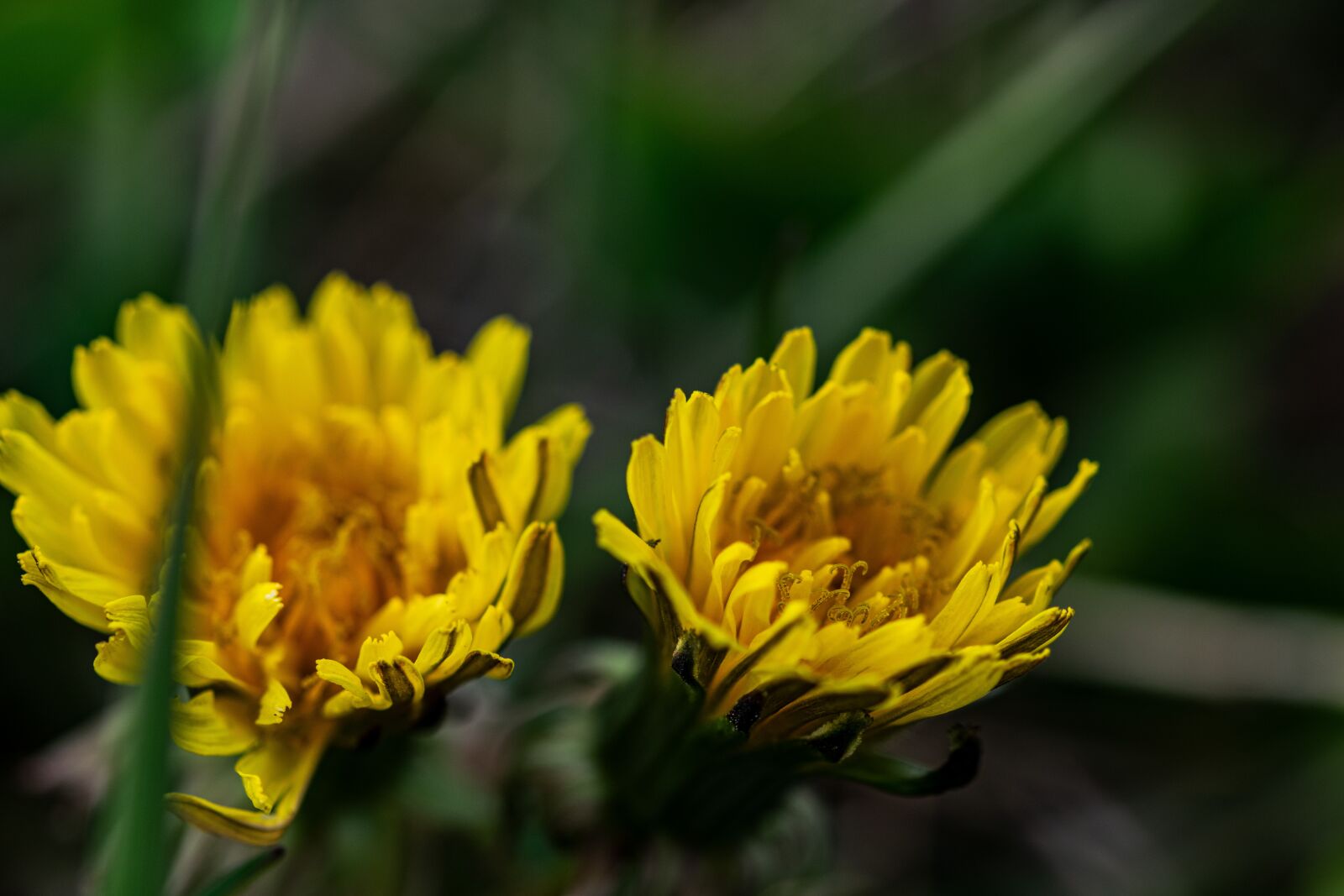 Nikon D5300 sample photo. Coltsfoot, flower, yellow photography