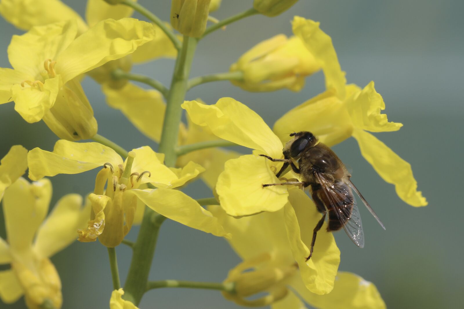 Canon EOS 70D sample photo. Fly, insect, nature photography