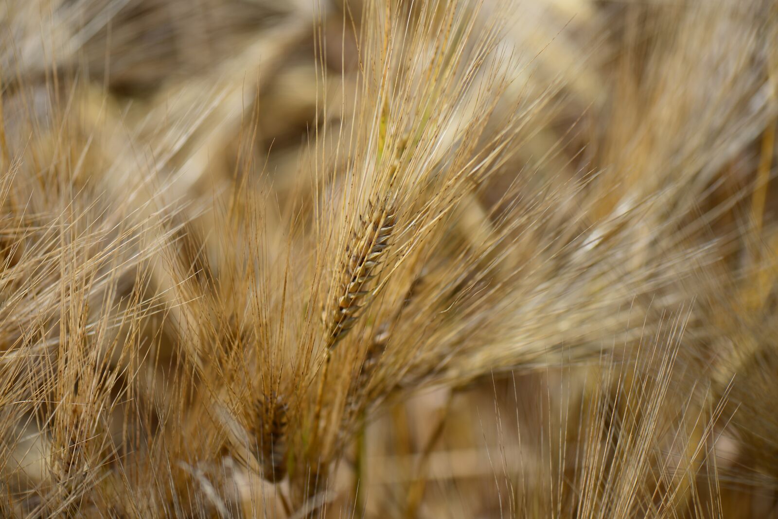 Nikon D610 sample photo. Barley feed, close up photography