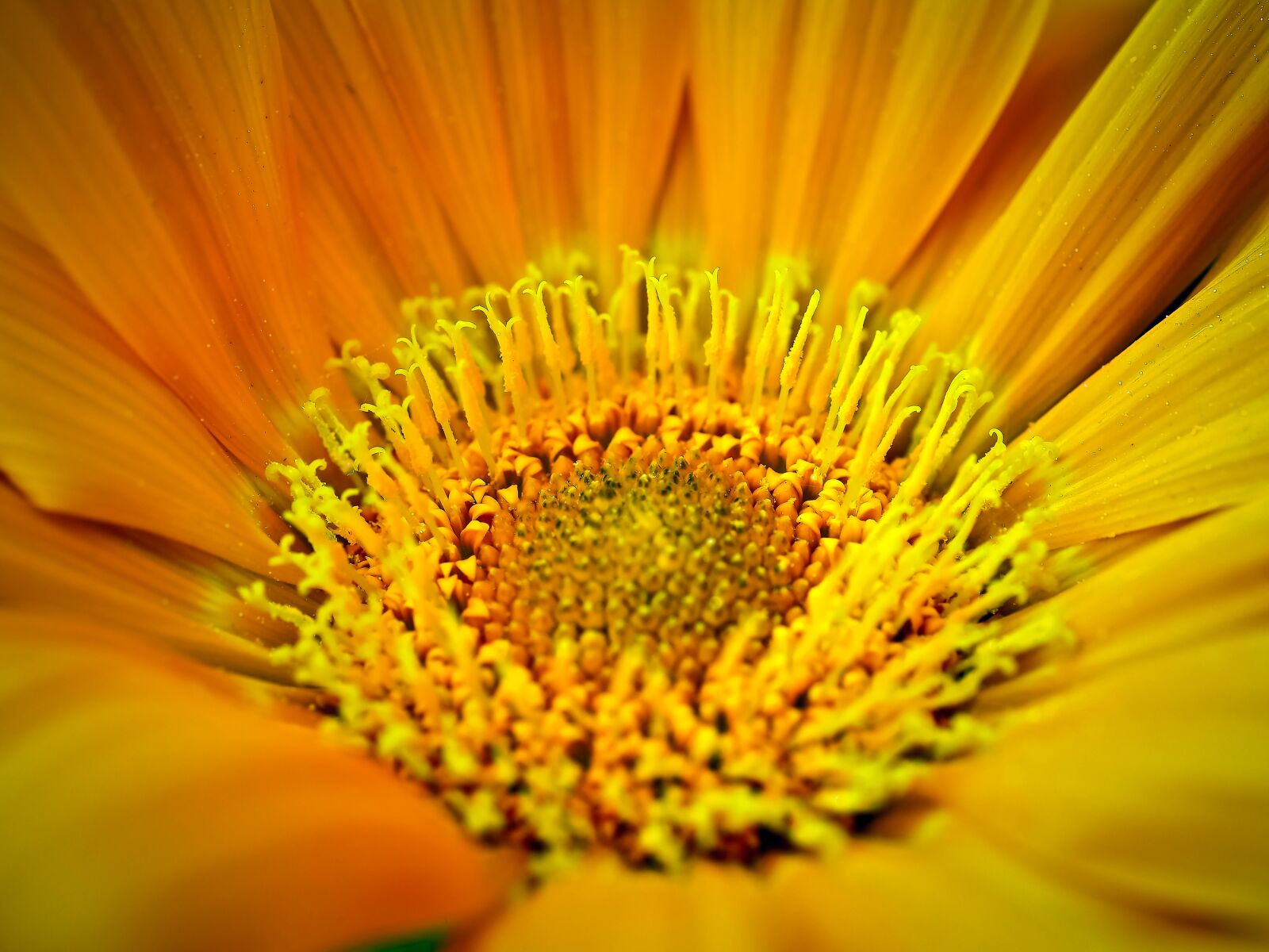 Olympus OM-D E-M10 sample photo. Gerbera, flower, blossom photography