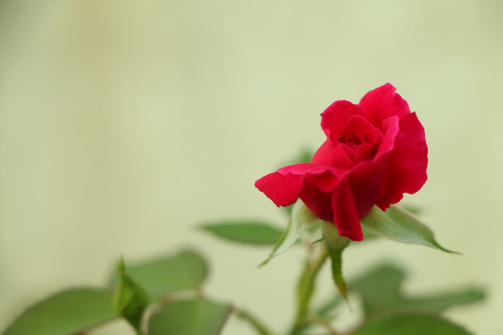 Canon EOS 70D + Canon EF-S 18-135mm F3.5-5.6 IS STM sample photo. Flower, rose, is photography