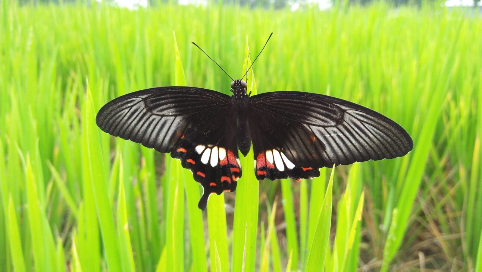 OPPO A37fw-International sample photo. Butterfly, tree, grass photography