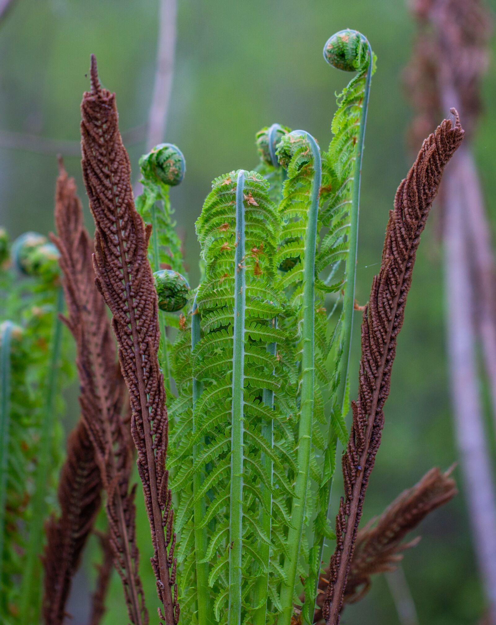 Sony a7R II + Canon EF 100mm F2.8L Macro IS USM sample photo. Fern, plant, nature photography