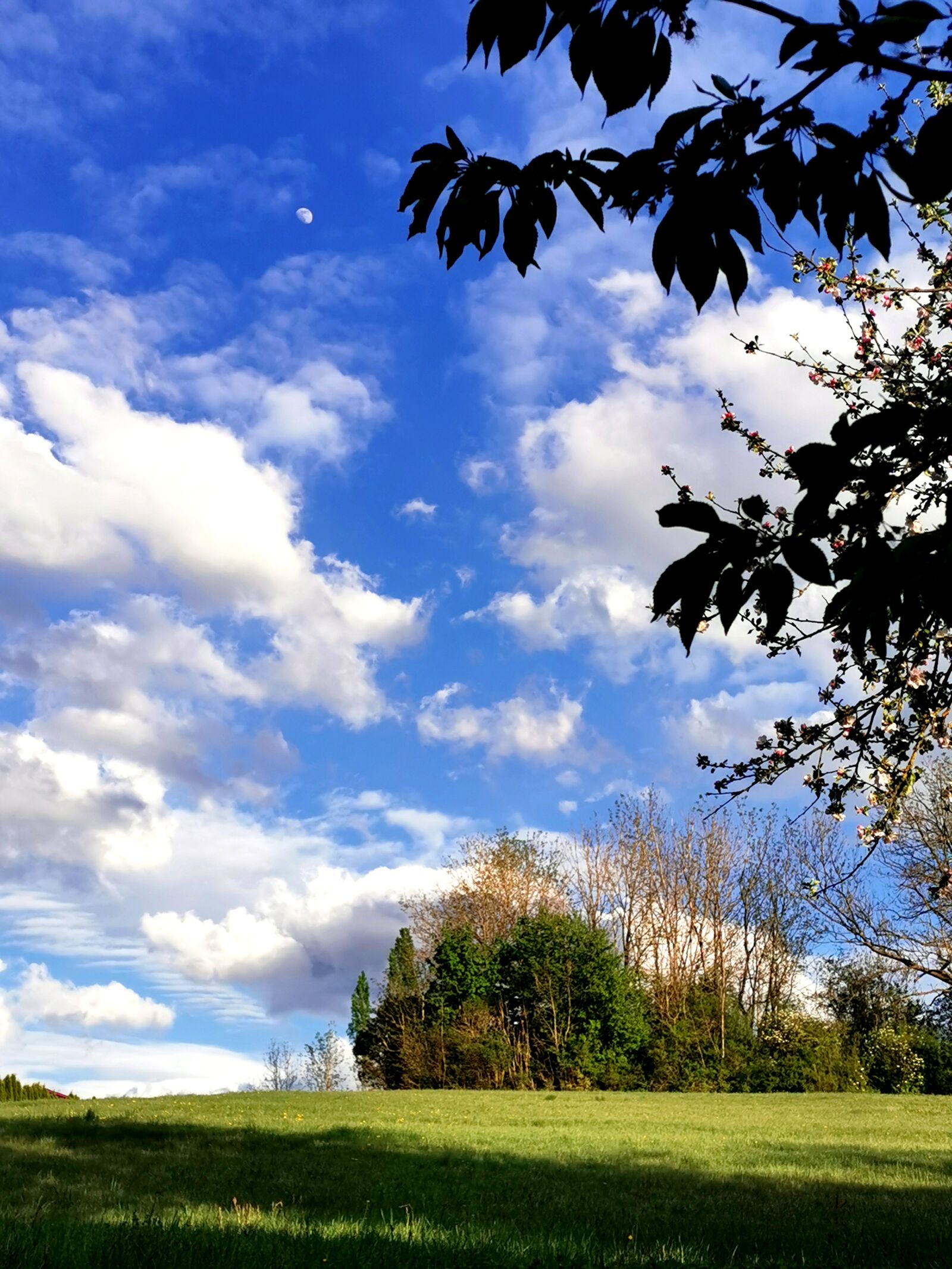 HUAWEI P30 Pro sample photo. Summer, sky, nature photography