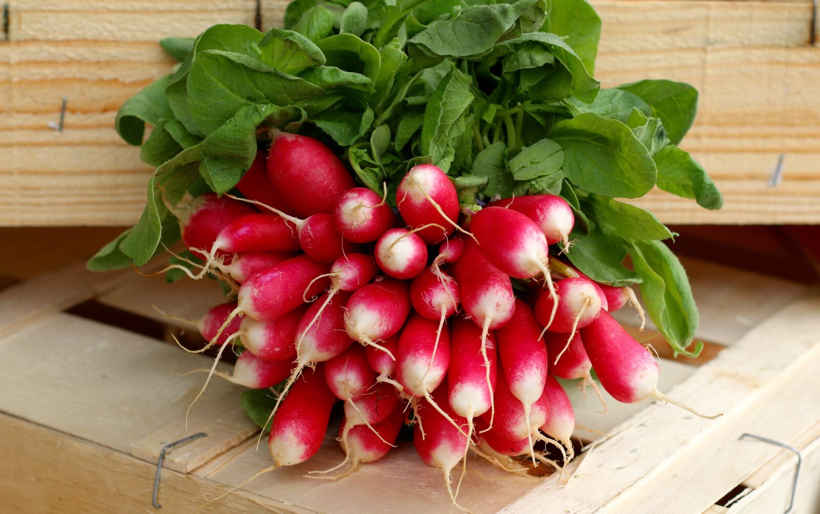 Canon EOS 70D + Canon EF 50mm F1.8 II sample photo. Radish, veg, healthy photography