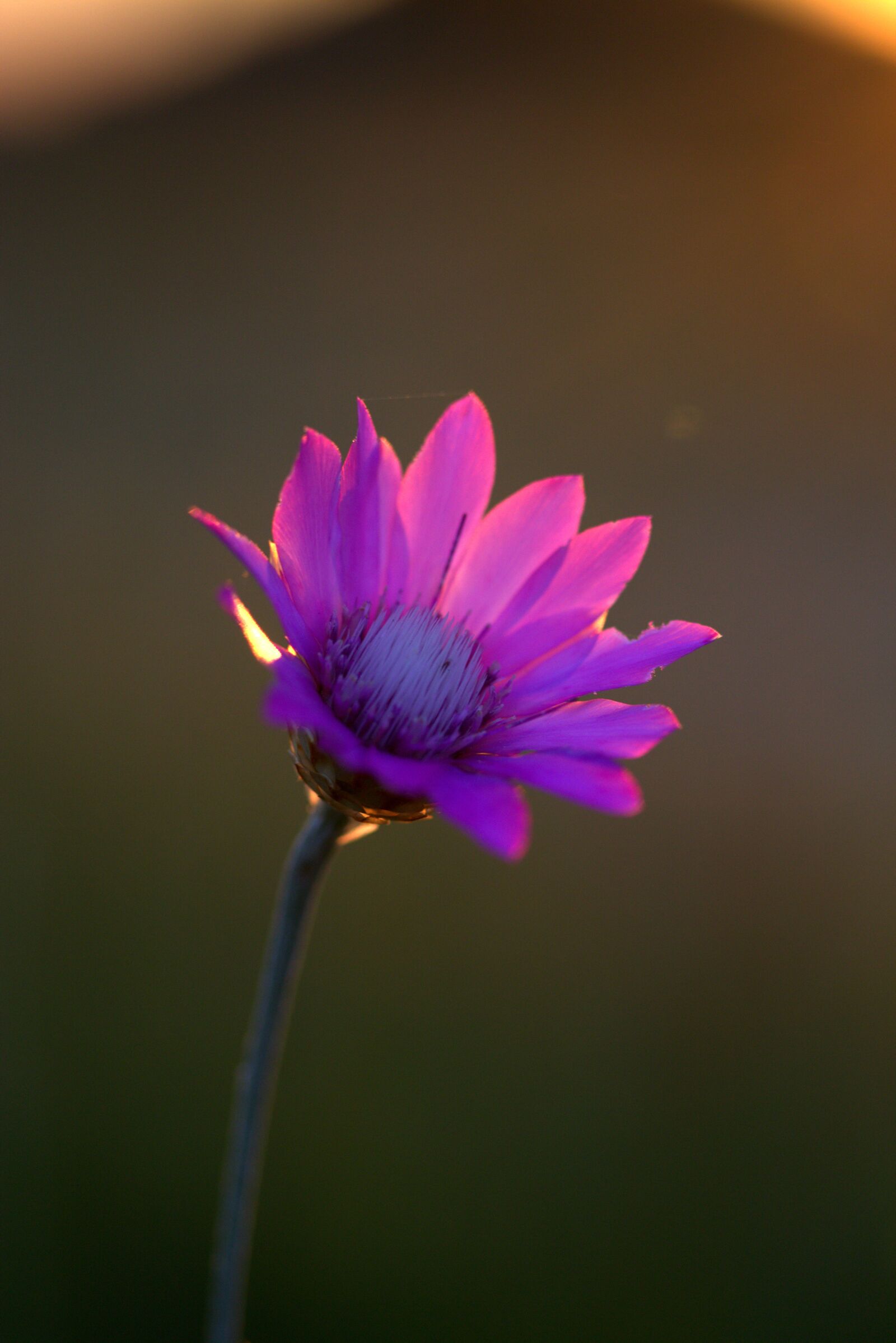 Canon EF-S 60mm F2.8 Macro USM sample photo. Immortelle, flower, mov photography