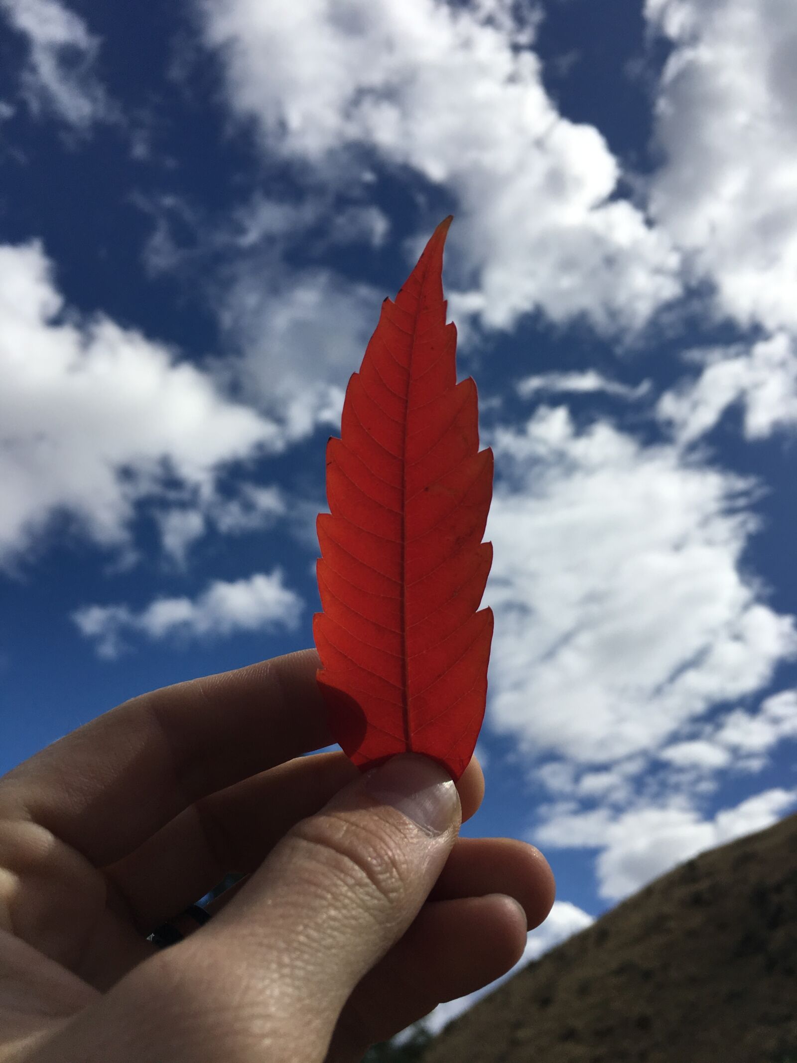 Apple iPhone 6s sample photo. Sky, leaf, love photography