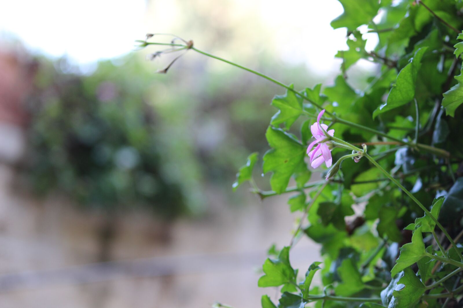 Canon EOS 600D (Rebel EOS T3i / EOS Kiss X5) sample photo. Flower, green, pink photography