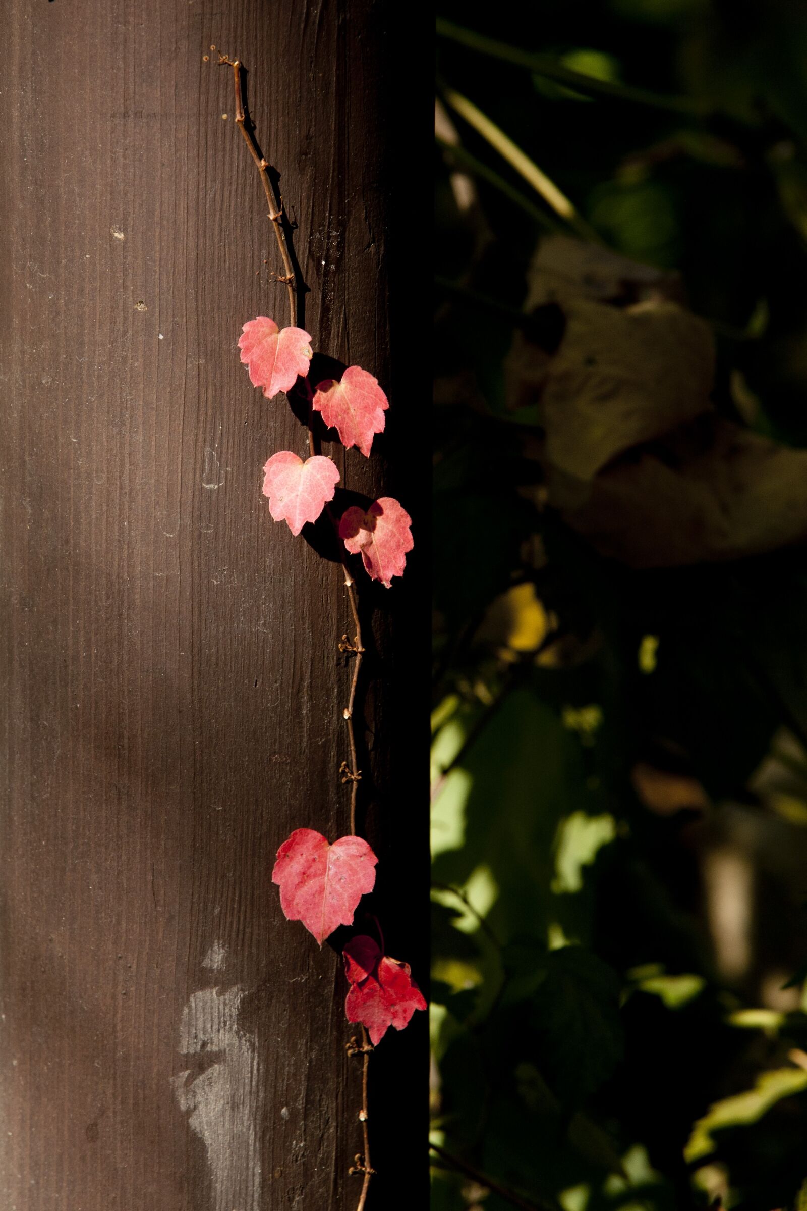 Canon EOS 5D sample photo. Autumn leaves, leaves, autumn photography