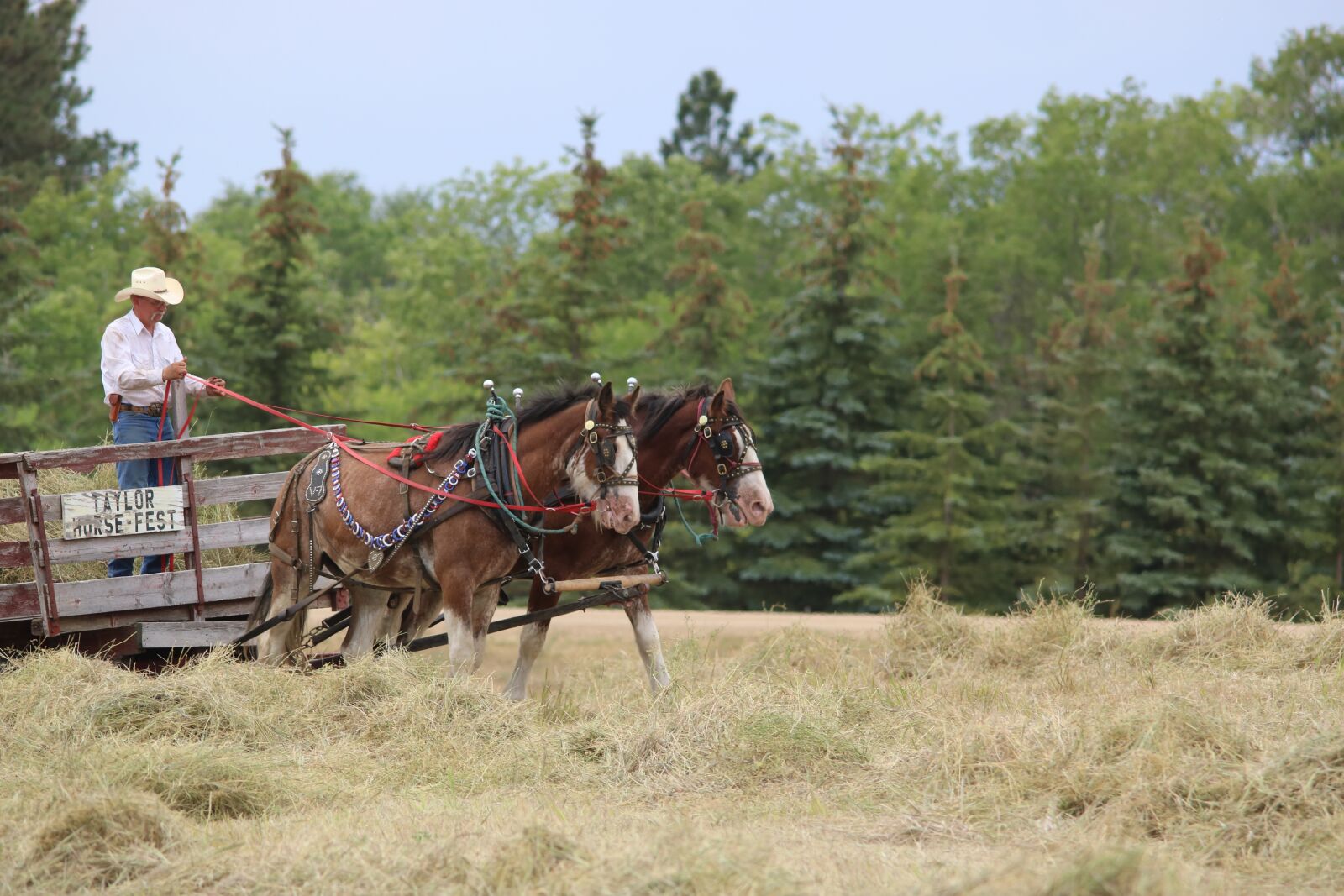 Canon EOS 750D (EOS Rebel T6i / EOS Kiss X8i) sample photo. Horses, wagon, cart photography