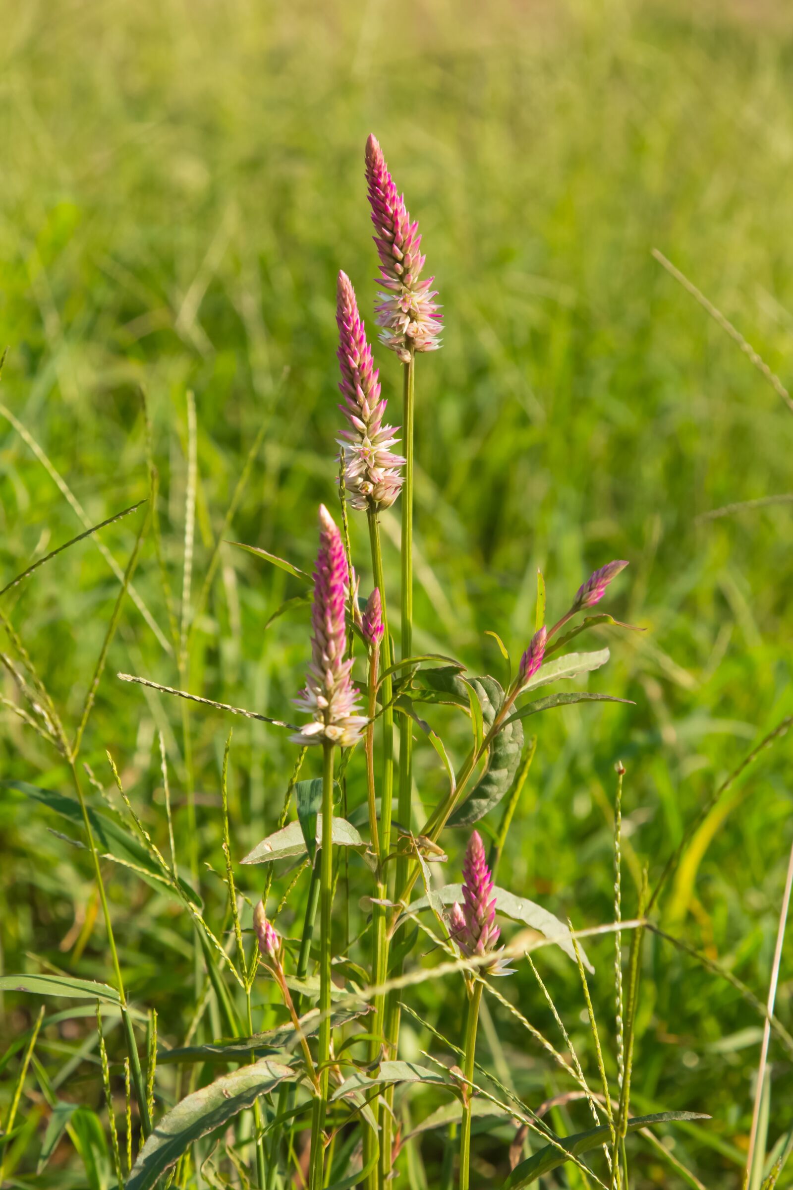 Canon EOS 70D + Canon EF 24-105mm F4L IS USM sample photo. Nature, flower, wayside photography