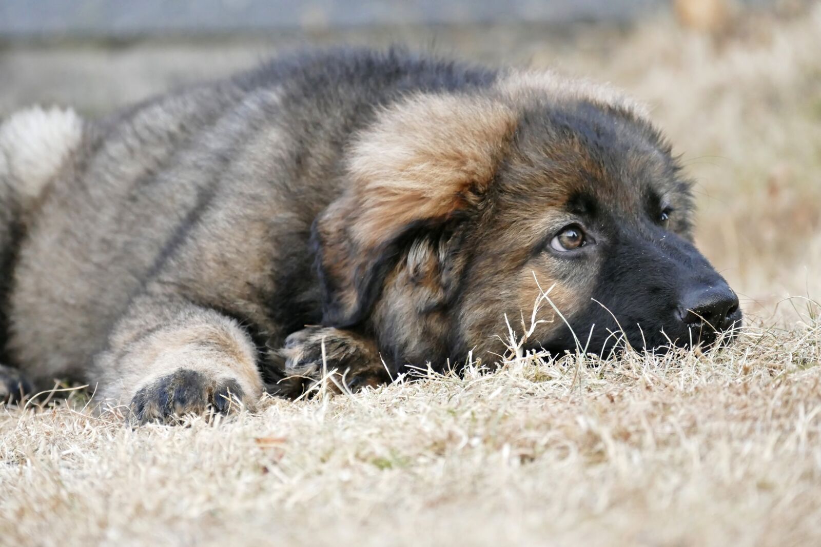 Panasonic Lumix DMC-FZ1000 sample photo. Puppy, dog, pet photography