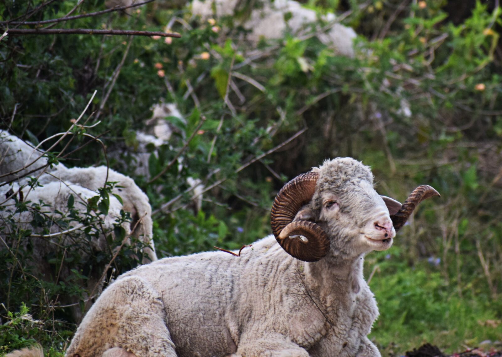 Nikon D3300 sample photo. Ram, horn, sheep photography