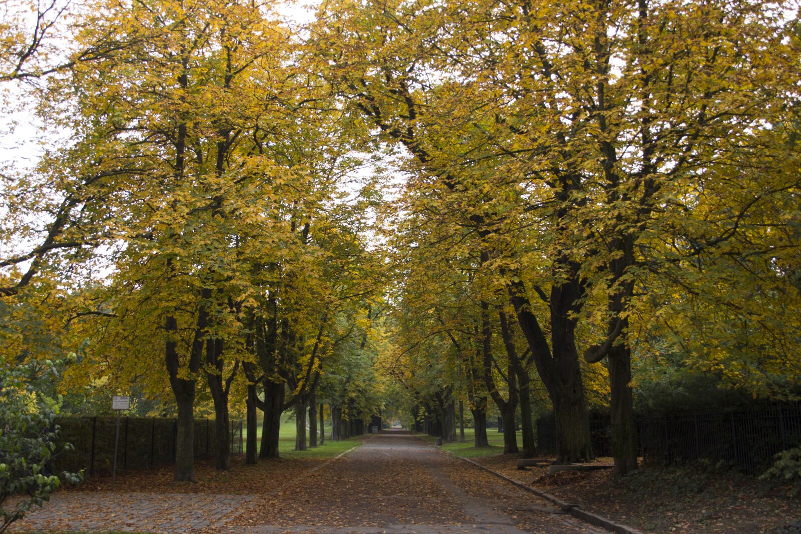 Canon EOS 60D sample photo. Avenue, trees, autumn photography