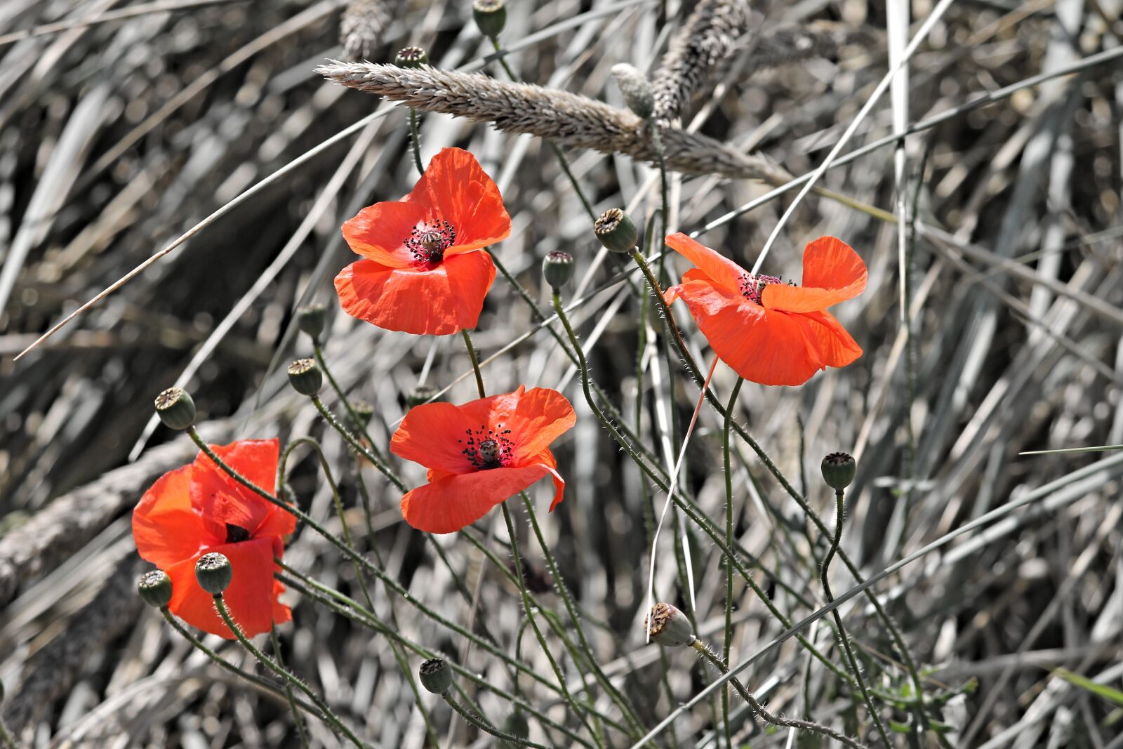 Canon EOS 1100D (EOS Rebel T3 / EOS Kiss X50) sample photo. Poppies, klatschmohn, poppy photography