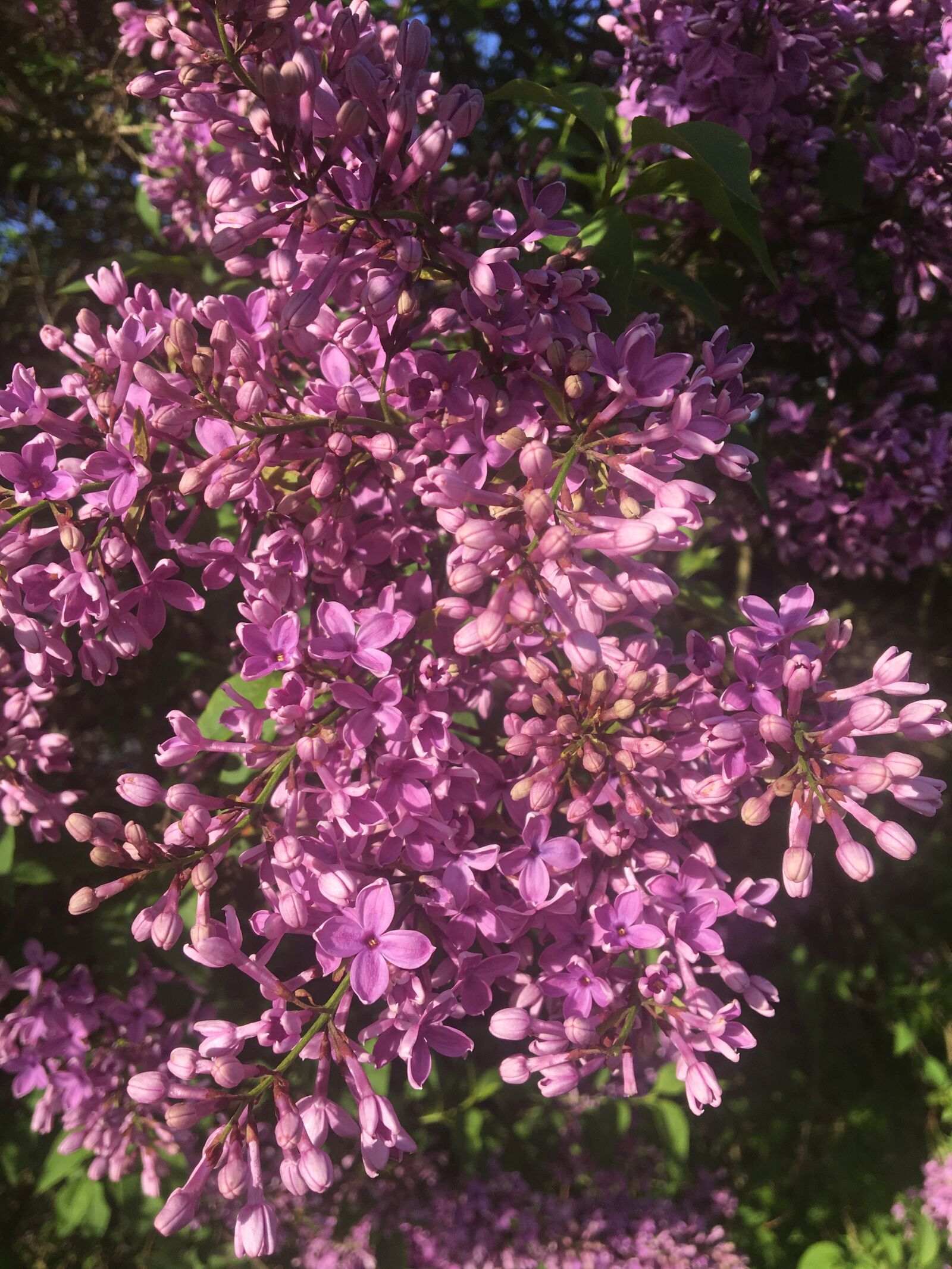 Apple iPhone 6s sample photo. Lilac, spring, lilac bush photography
