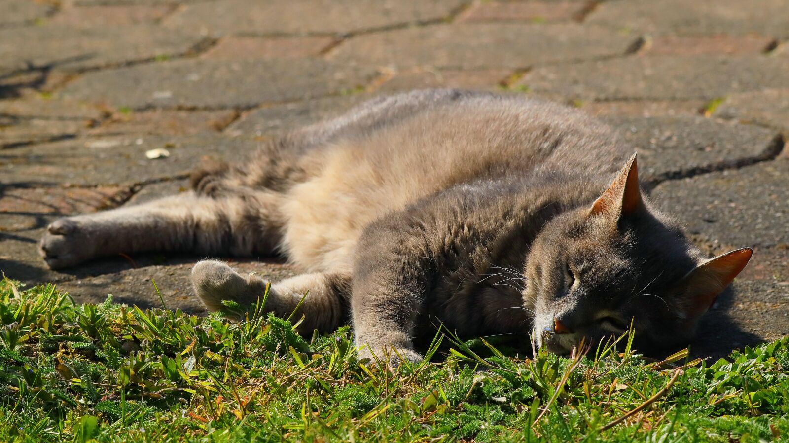 150-600mm F5-6.3 DG OS HSM | Contemporary 015 sample photo. Cat, sweet, pet photography