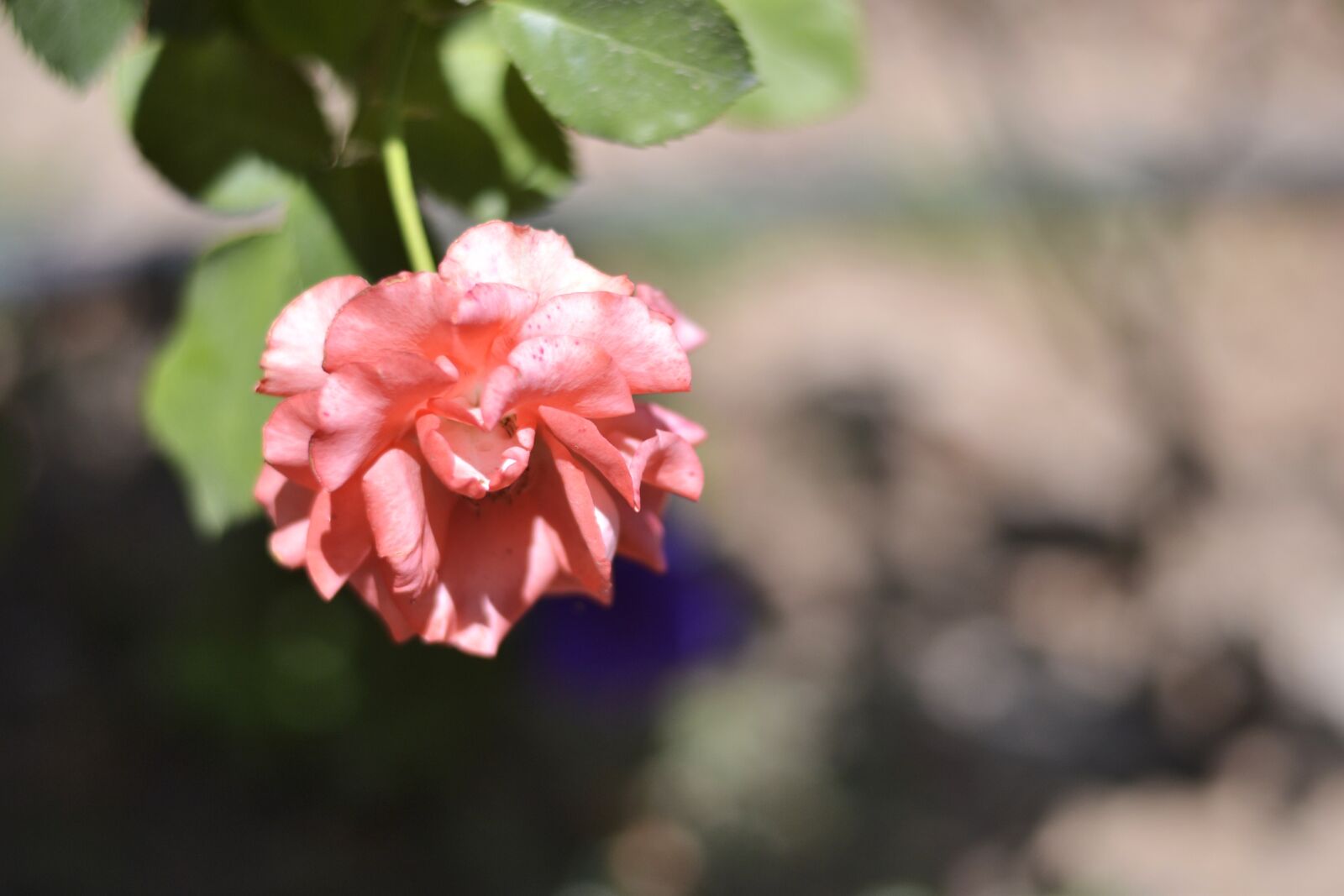 Nikon D3100 sample photo. Rose, flower, nature photography
