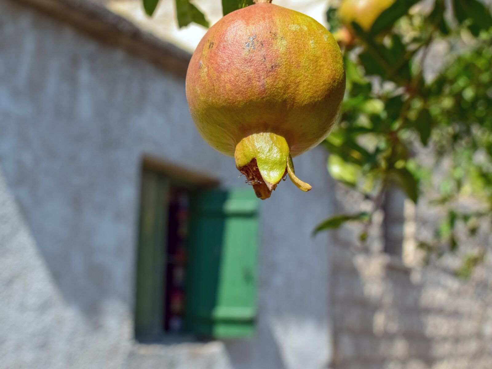 Nikon D3300 sample photo. Pomegranate, fruit, street photography