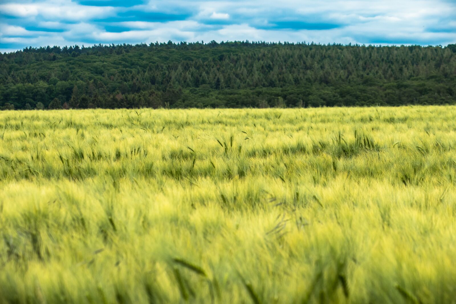 Canon PowerShot G3 X sample photo. Barley, cereals, ear photography