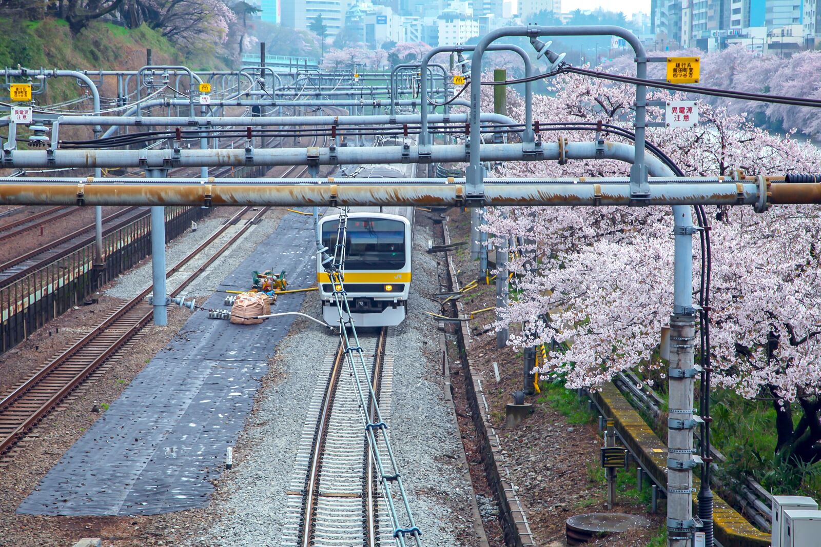 Canon EOS 5D Mark II sample photo. Cherry blossoms, japan, electric photography