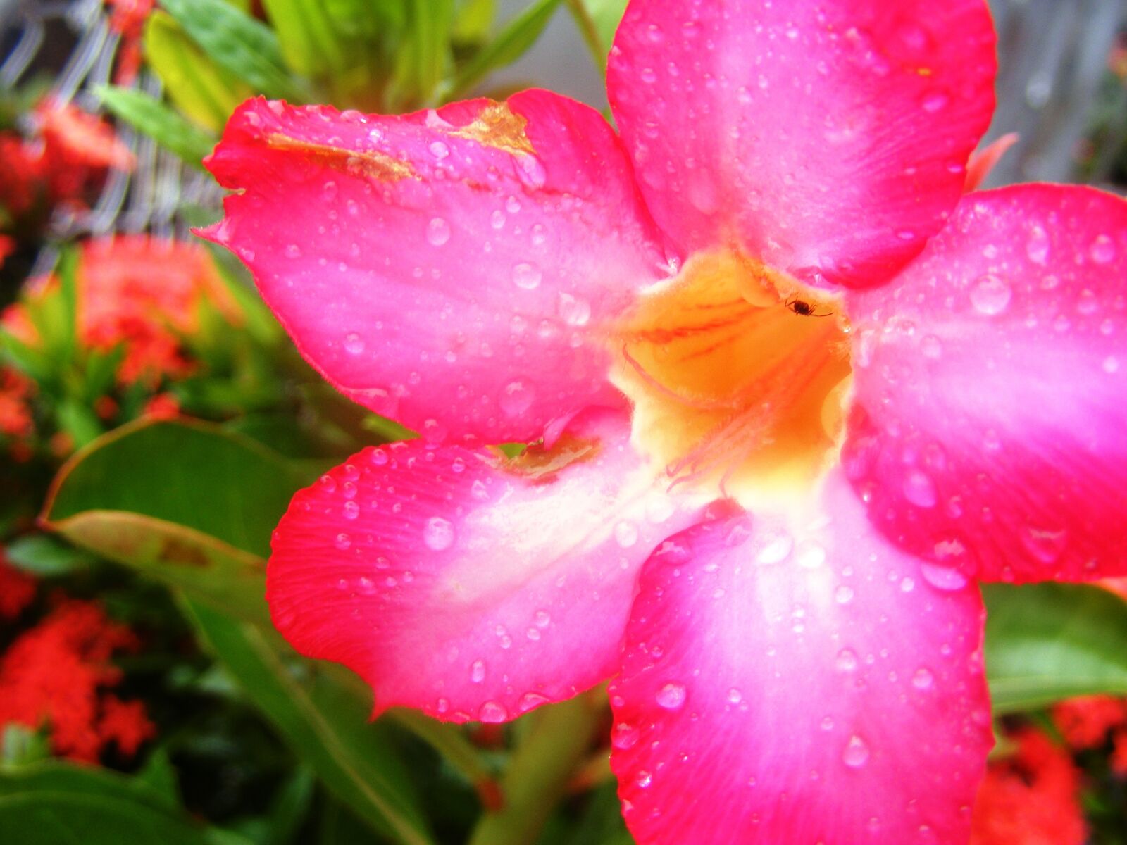 Fujifilm FinePix S5700 S700 sample photo. Flower, nature, garden photography