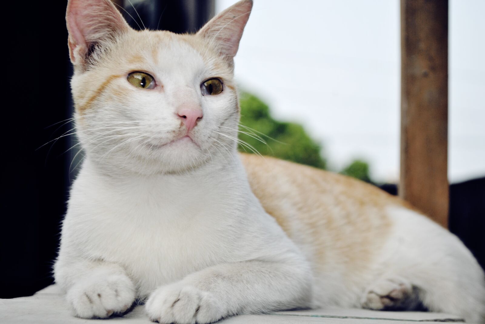 Nikon D3000 sample photo. Cat, animal, pet photography