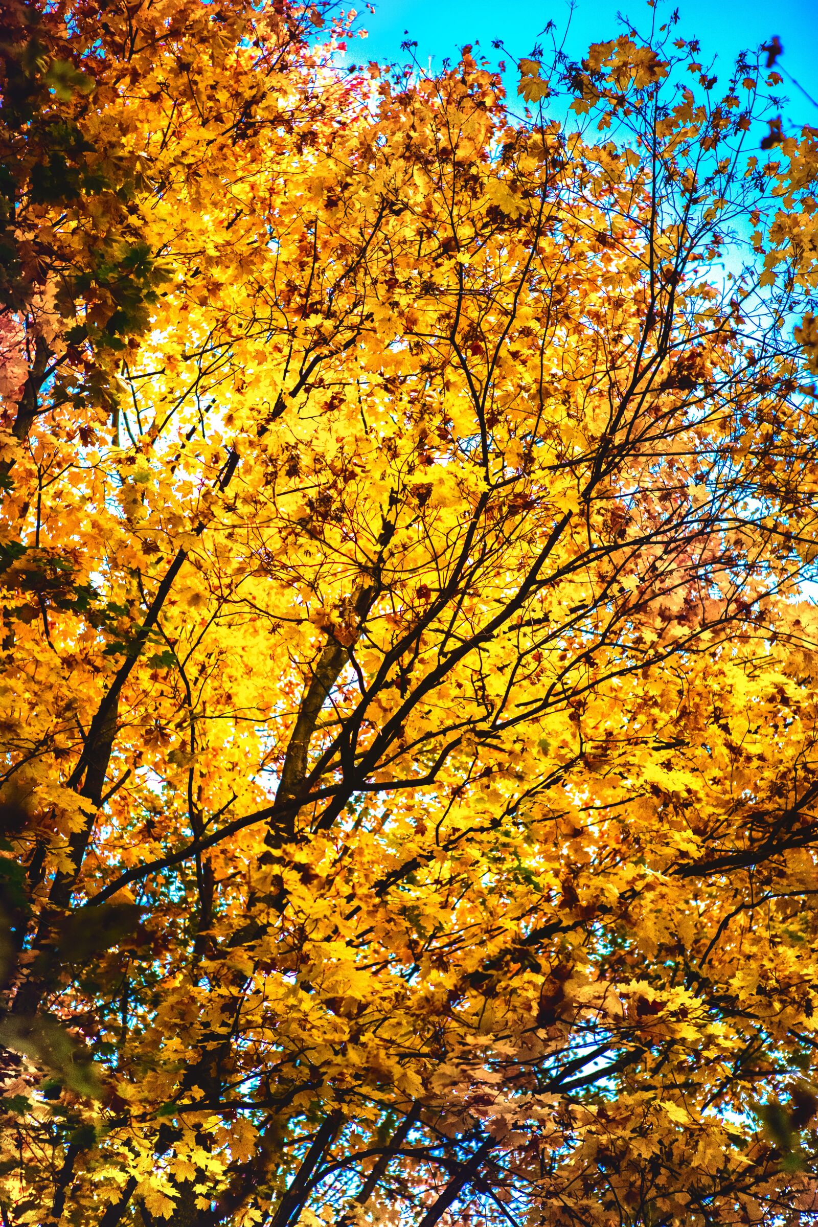 Canon EOS 5D Mark III sample photo. Autumn, orange, leaves photography